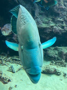 沖縄美ら海水族館に投稿された画像（2025/5/2）
