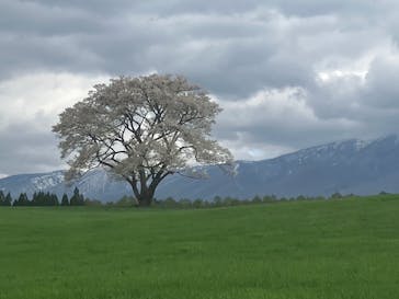 休暇村岩手網張温泉に投稿された画像（2025/5/2）