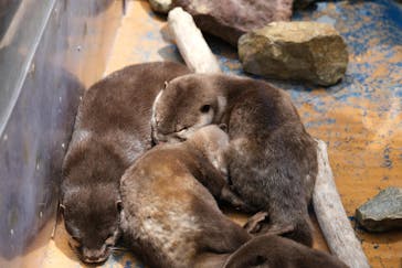 大分マリーンパレス水族館 「うみたまご」に投稿された画像（2025/5/2）