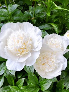 横浜イングリッシュガーデンに投稿された画像（2025/5/2）