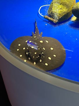 サケのふるさと 千歳水族館に投稿された画像（2025/5/2）