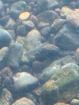 サケのふるさと 千歳水族館に投稿された画像（2025/5/2）