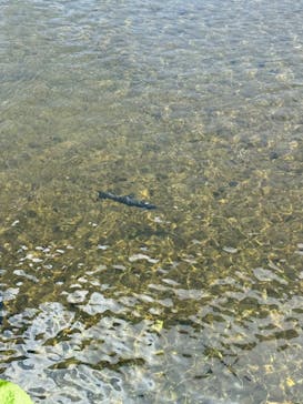サケのふるさと 千歳水族館に投稿された画像（2025/5/2）
