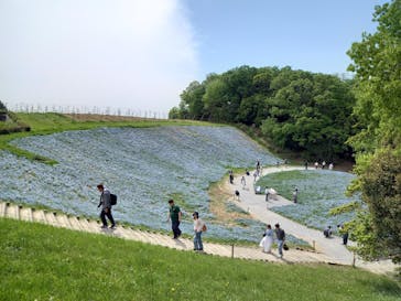 こうべアグリパークネモフィラの丘2025に投稿された画像（2025/5/2）