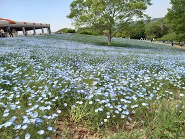 こうべアグリパークネモフィラの丘2025に投稿された画像（2025/5/2）