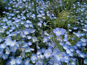 こうべアグリパークネモフィラの丘2025に投稿された画像（2025/5/2）