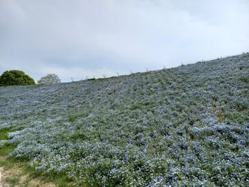 こうべアグリパークネモフィラの丘2025に投稿された画像（2025/5/2）