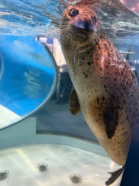 のとじま水族館に投稿された画像（2025/5/2）