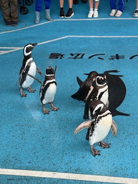 のとじま水族館に投稿された画像（2025/5/2）