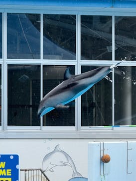 のとじま水族館に投稿された画像（2025/5/2）