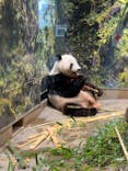 恩賜上野動物園に投稿された画像（2025/5/2）