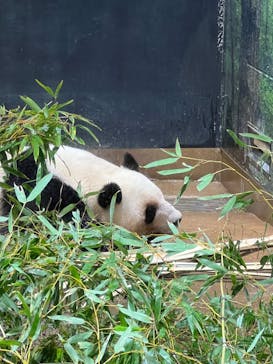 恩賜上野動物園に投稿された画像（2025/5/2）