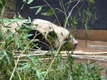 恩賜上野動物園に投稿された画像（2025/5/2）