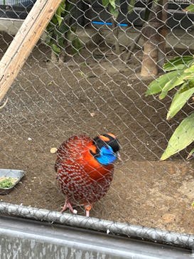 恩賜上野動物園に投稿された画像（2025/5/2）