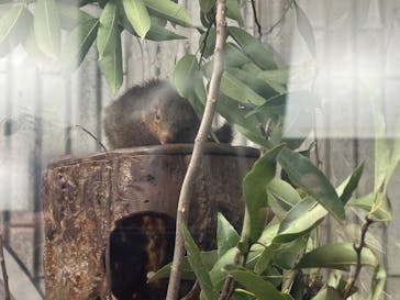 恩賜上野動物園に投稿された画像（2025/5/2）