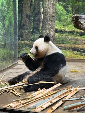 恩賜上野動物園に投稿された画像（2025/5/2）