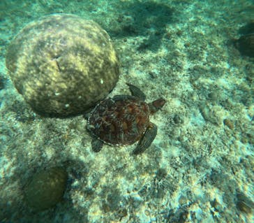 タビワク　宮古島に投稿された画像（2025/5/2）