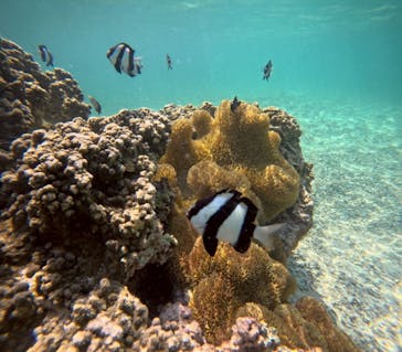 タビワク　宮古島に投稿された画像（2025/5/2）