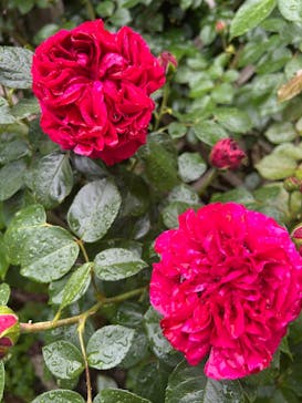 京成バラ園に投稿された画像（2025/5/2）