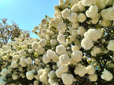 ぎふワールド・ローズガーデンに投稿された画像（2025/5/2）