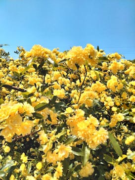 ぎふワールド・ローズガーデンに投稿された画像（2025/5/2）