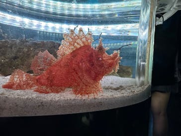 マクセル アクアパーク品川に投稿された画像（2025/5/2）