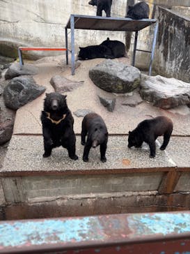 奥飛騨クマ牧場に投稿された画像（2025/5/2）