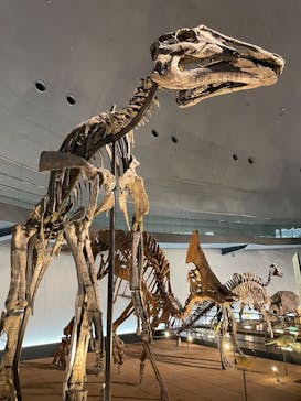 福井県立恐竜博物館に投稿された画像（2025/5/2）