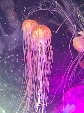 名古屋港水族館に投稿された画像（2025/5/2）