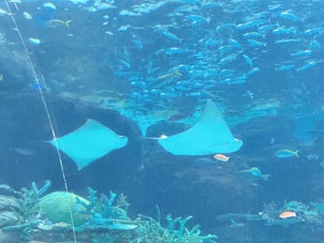 名古屋港水族館に投稿された画像（2025/5/2）