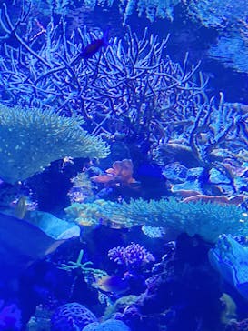 名古屋港水族館に投稿された画像（2025/5/2）