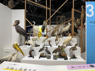 特別展「鳥～ゲノム解析が解き明かす新しい鳥類の系統～」に投稿された画像（2025/5/2）