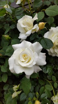 横浜イングリッシュガーデンに投稿された画像（2025/5/2）