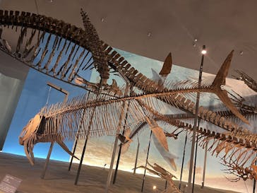 福井県立恐竜博物館に投稿された画像（2025/5/2）