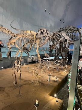 福井県立恐竜博物館に投稿された画像（2025/5/2）