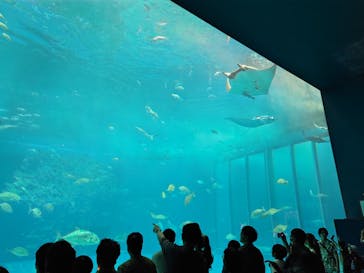 沖縄美ら海水族館に投稿された画像（2025/5/2）