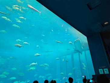 沖縄美ら海水族館に投稿された画像（2025/5/2）