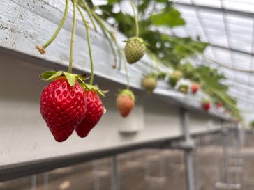 果実の里 原田農園に投稿された画像（2025/5/2）