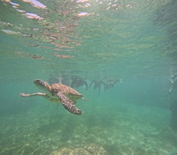 宮古島 ADVENTURE PiPi（ミヤコジマ アドベンチャー ピピ）に投稿された画像（2025/5/2）