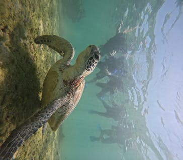 宮古島 ADVENTURE PiPi（ミヤコジマ アドベンチャー ピピ）に投稿された画像（2025/5/2）