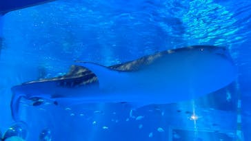 のとじま水族館に投稿された画像（2025/5/2）