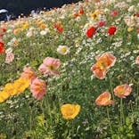 万博記念公園に投稿された画像（2025/5/3）