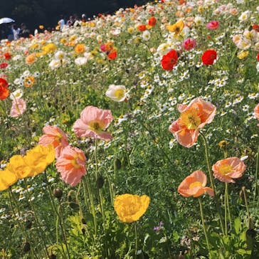 万博記念公園に投稿された画像（2025/5/2）