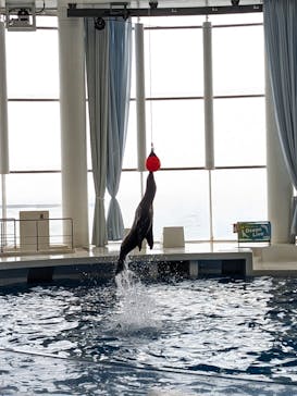 アクアワールド茨城県大洗水族館に投稿された画像（2025/5/2）