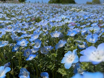 こうべアグリパークネモフィラの丘2025に投稿された画像（2025/5/2）