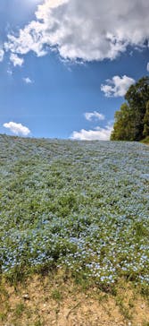 こうべアグリパークネモフィラの丘2025に投稿された画像（2025/5/2）