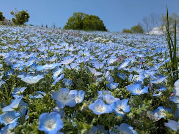 こうべアグリパークネモフィラの丘2025に投稿された画像（2025/5/2）