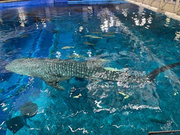 沖縄美ら海水族館（館内体験）に投稿された画像（2025/5/3）