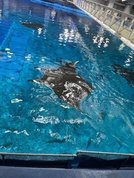 沖縄美ら海水族館（館内体験）に投稿された画像（2025/5/3）