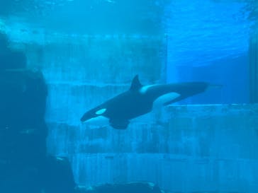 名古屋港水族館に投稿された画像（2025/5/3）